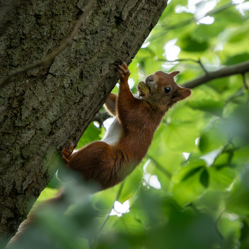 Eichhörnchen auf Nachrungssuche
