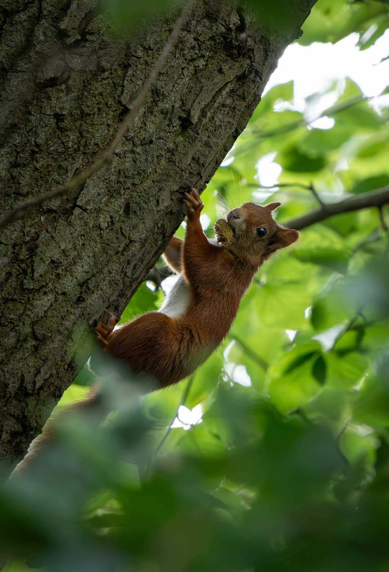 Eichhörnchen auf Nachrungssuche