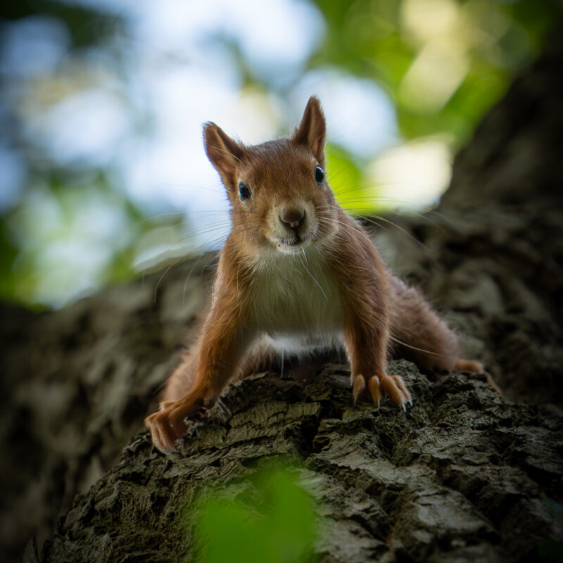 Neugieriges Eichhörnchen fotografiert von Stephan Siemon