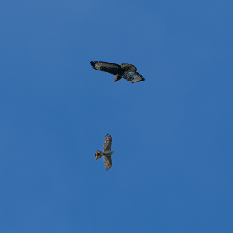 Dogfight – Bussard vs. Falke