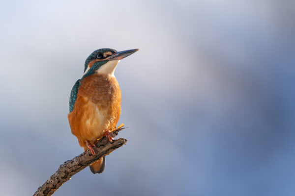 Eisvogel im Portrait-6700-2