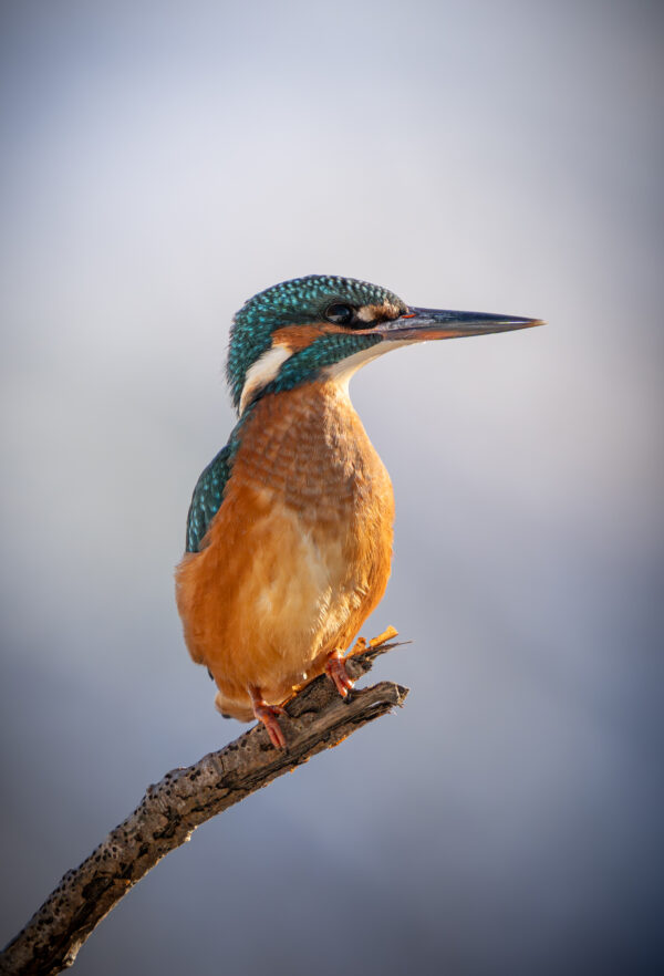 Eisvogel im Portrait-6700-3