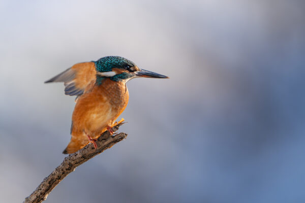 Eisvogel im Portrait – Abflug-6700-6