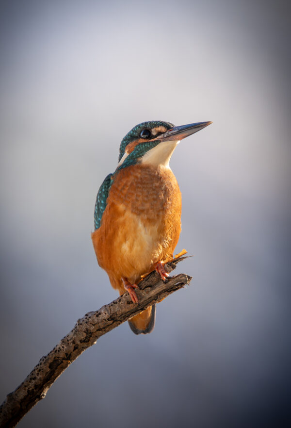 Eisvogel im Portrait-6700