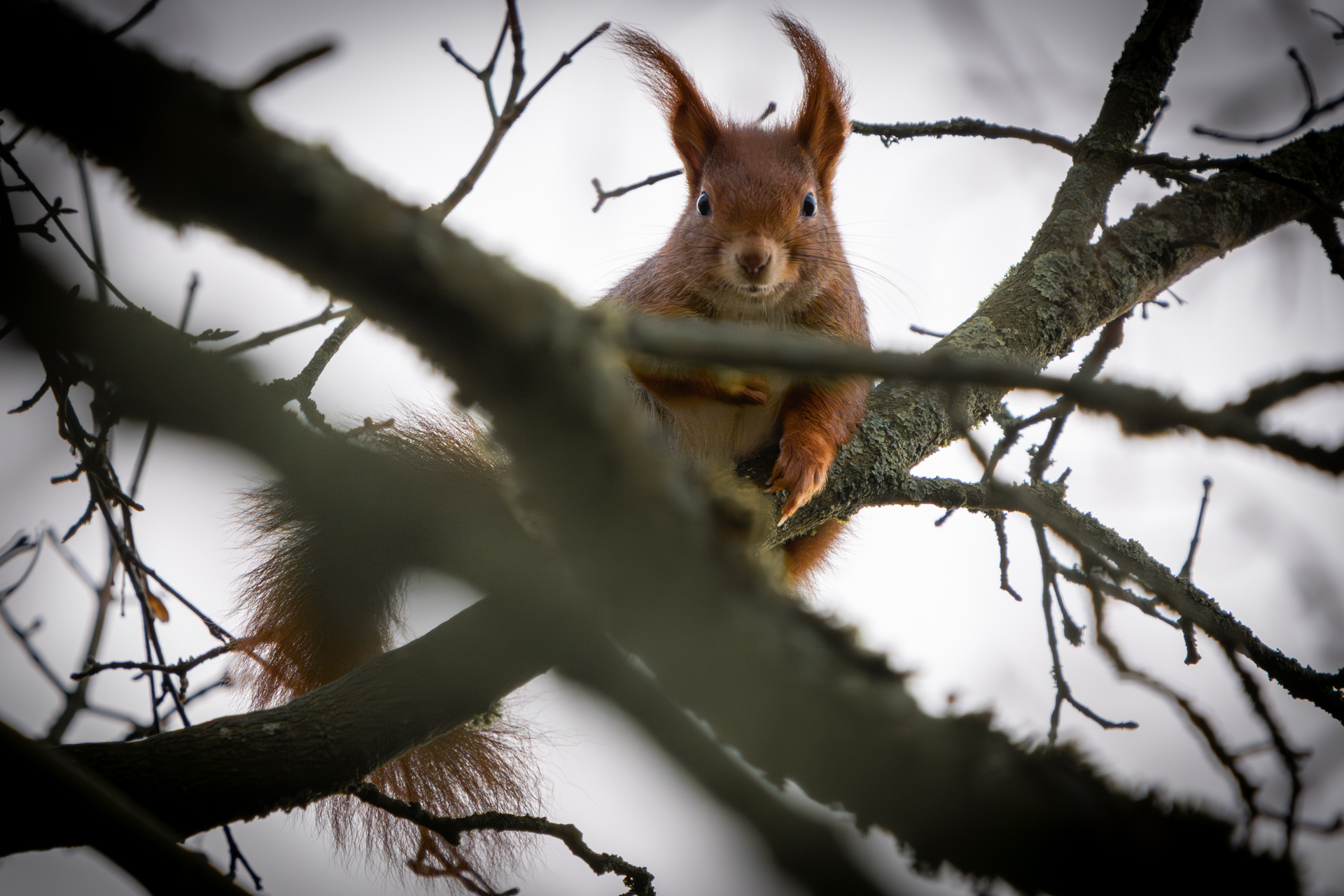 Garteneichhörnchen in Brake (Unterweser) in einer Baumkrone