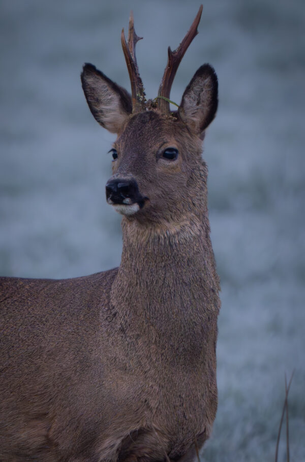 Rehbock am frostigen Morgen im Moor