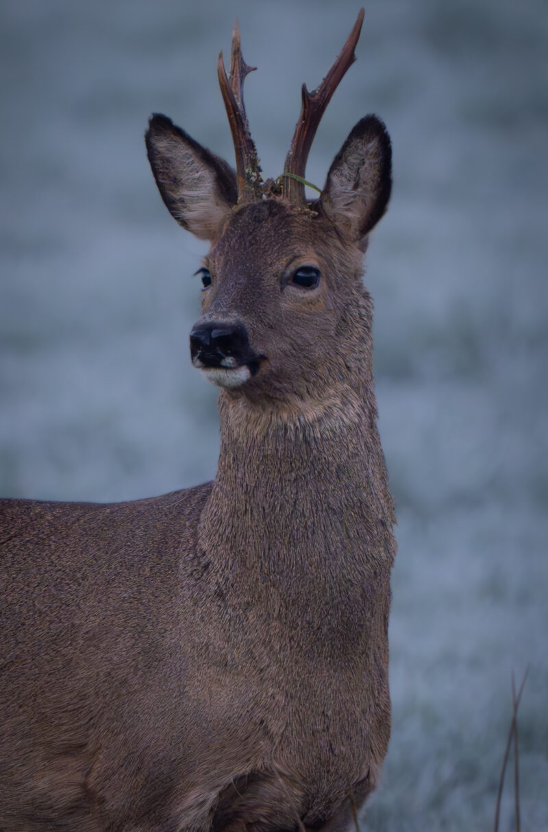 Rehbock am frostigen Morgen im Moor