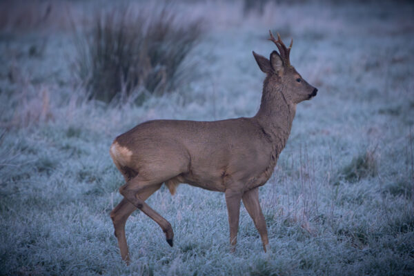 Rehbock am frostigen Morgen im Moor