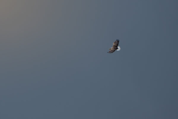 Seeadler im Gegenlicht
