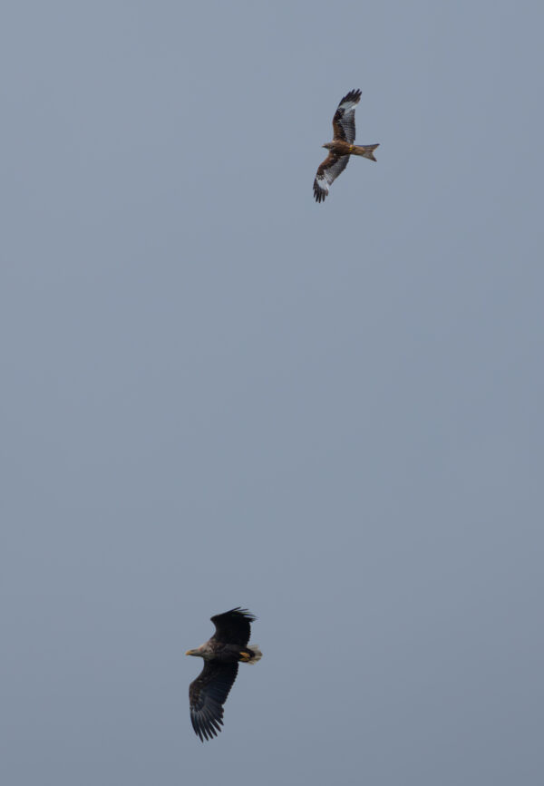 Seeadler und Rotmilan im Luftkampf