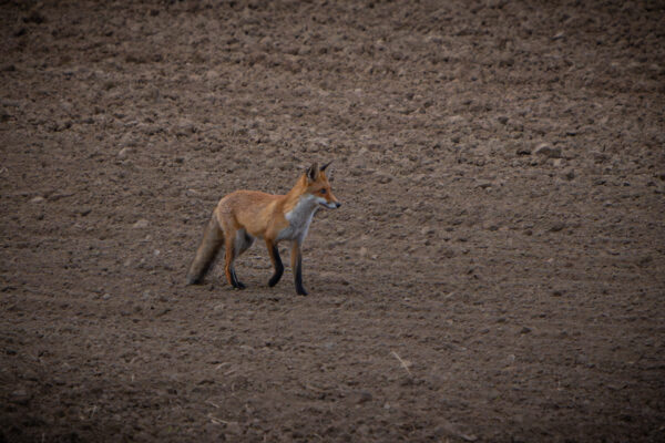 Fuchs auf einem Feld bei Züsow