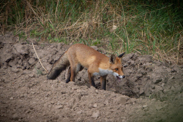 Fuchs am Feldrand