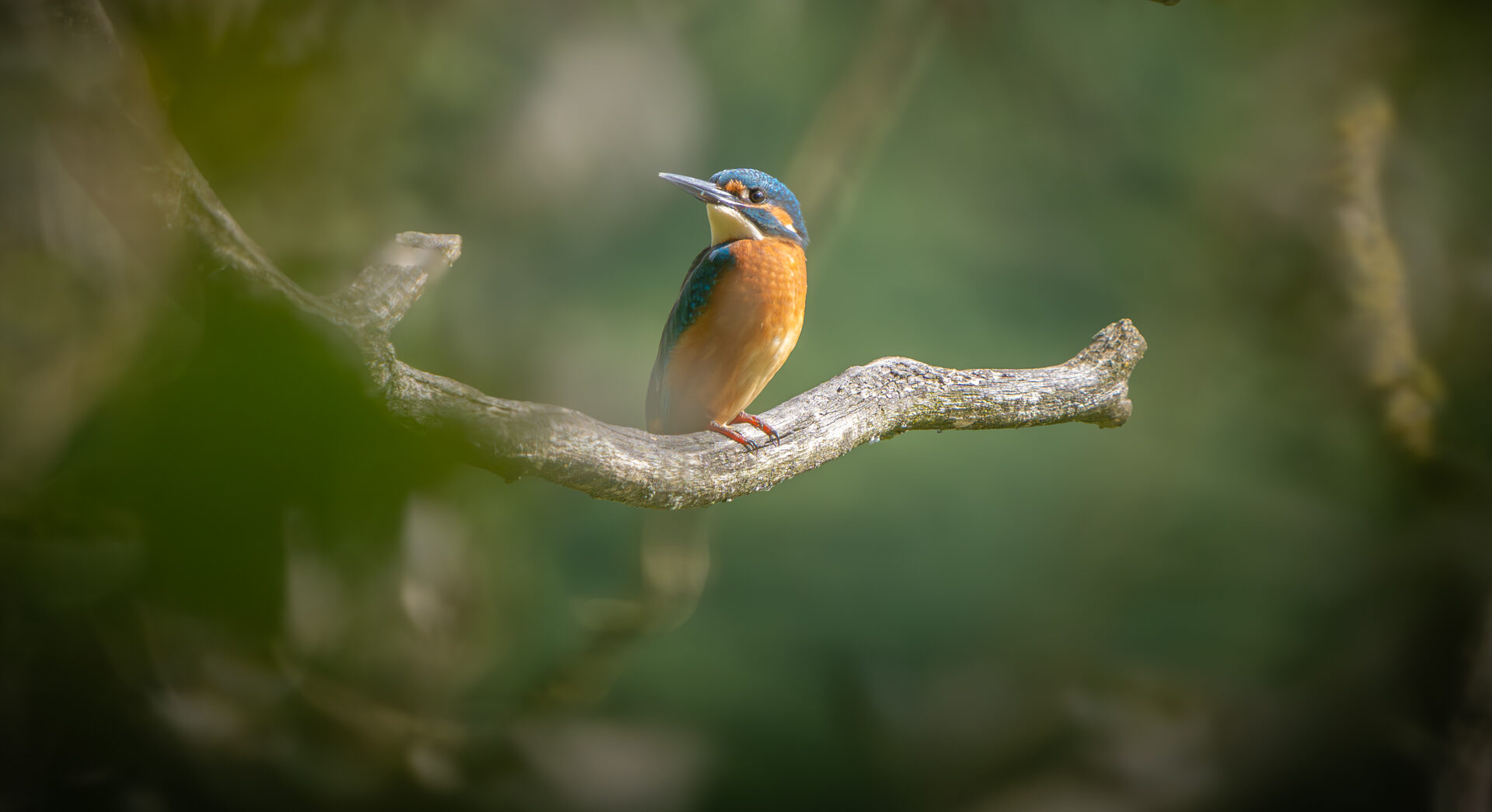 Eisvogel im Gebüsch