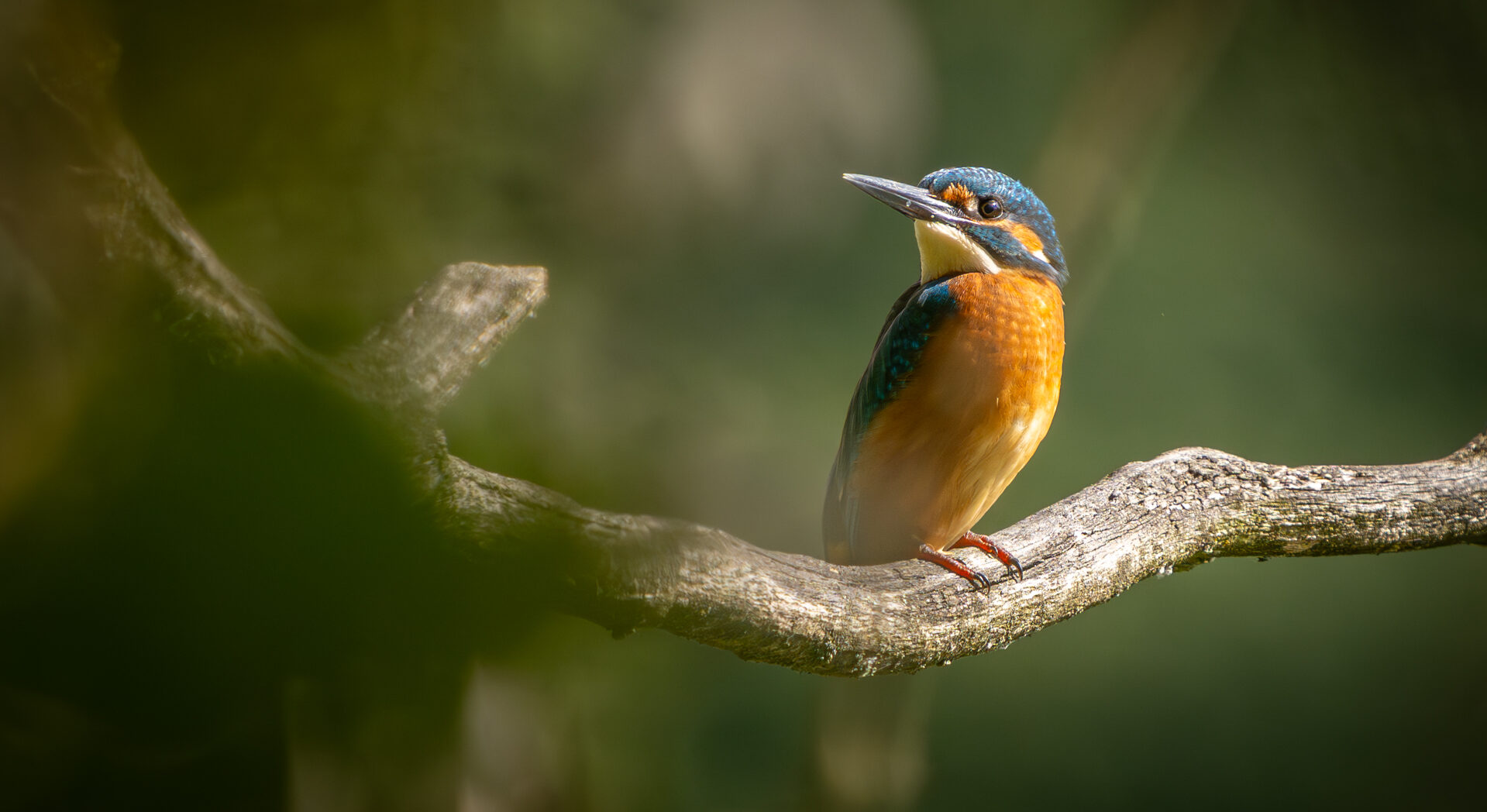 Eisvogel im Gebüsch