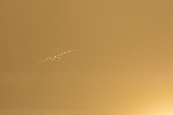 Abendstimmung am Mühlenteich – Möwe im Flug