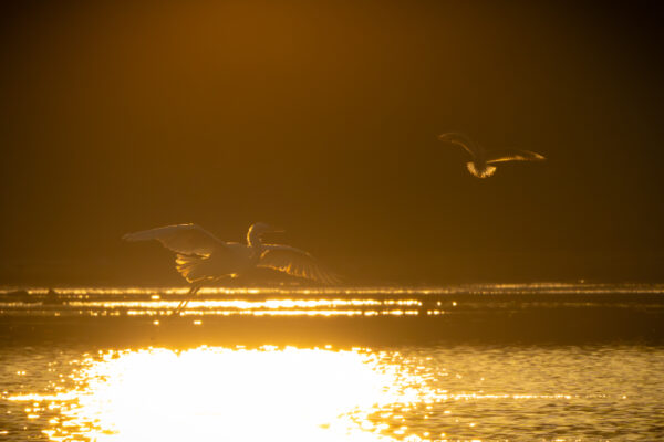 Abendstimmung am Mühlenteich – Silberreiher und Möwe