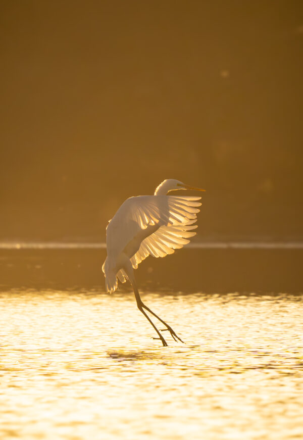 Abendstimmung am Mühlenteich – Silberreiher landet
