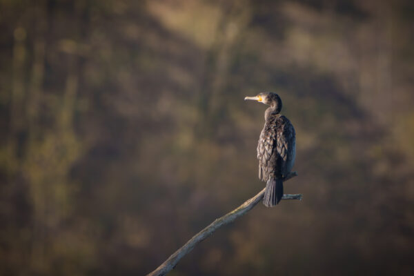 Kormoran am Mühlenteich in Wismar