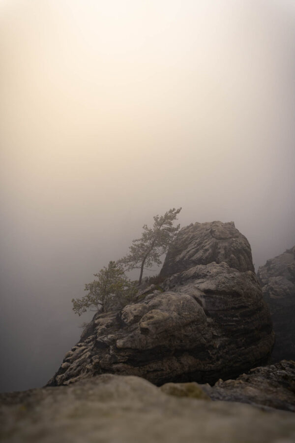 Am Gipfel angekommen – kleine Kiefer im Nebel