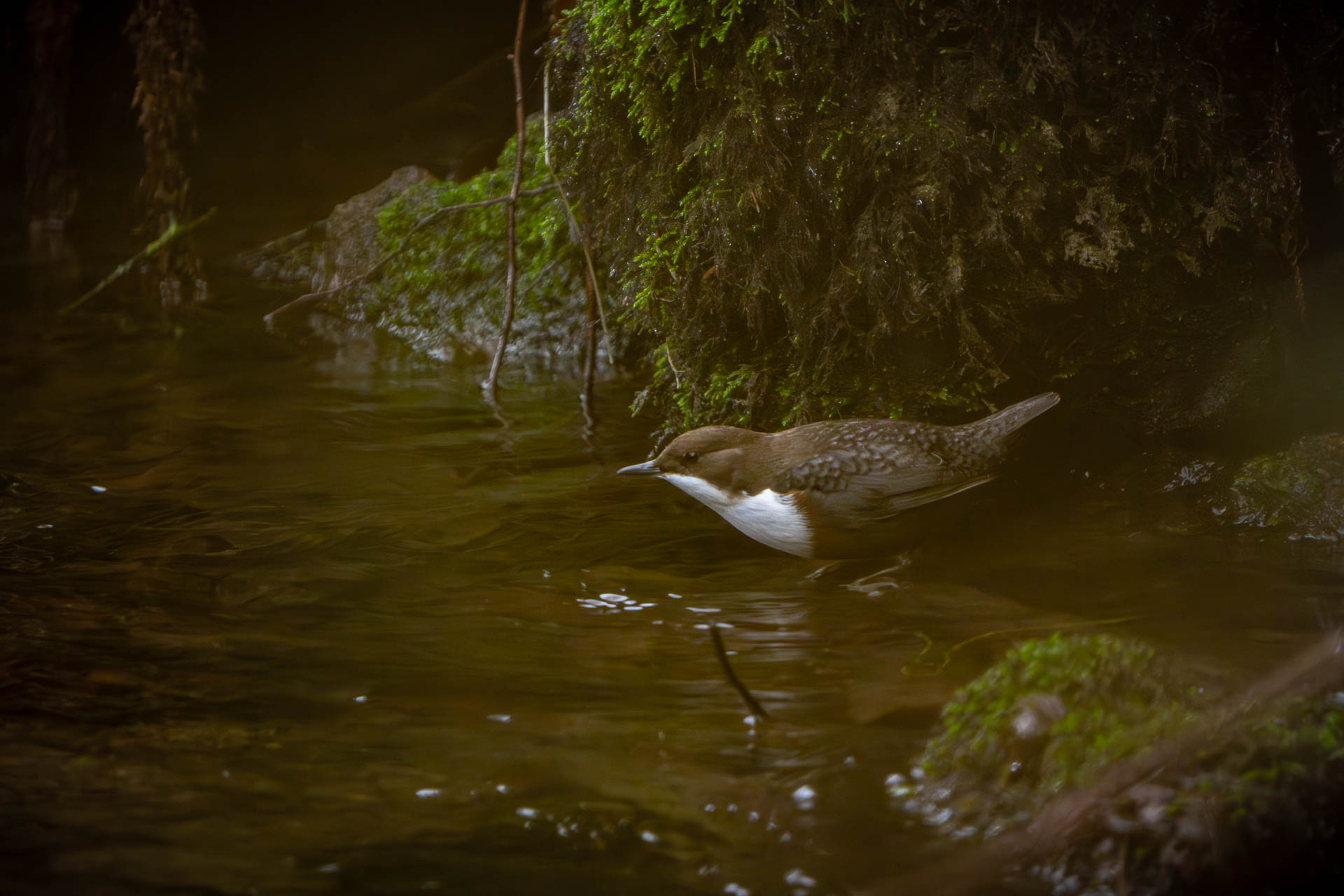 Wasseramsel am Ufer der Kirnitzsch