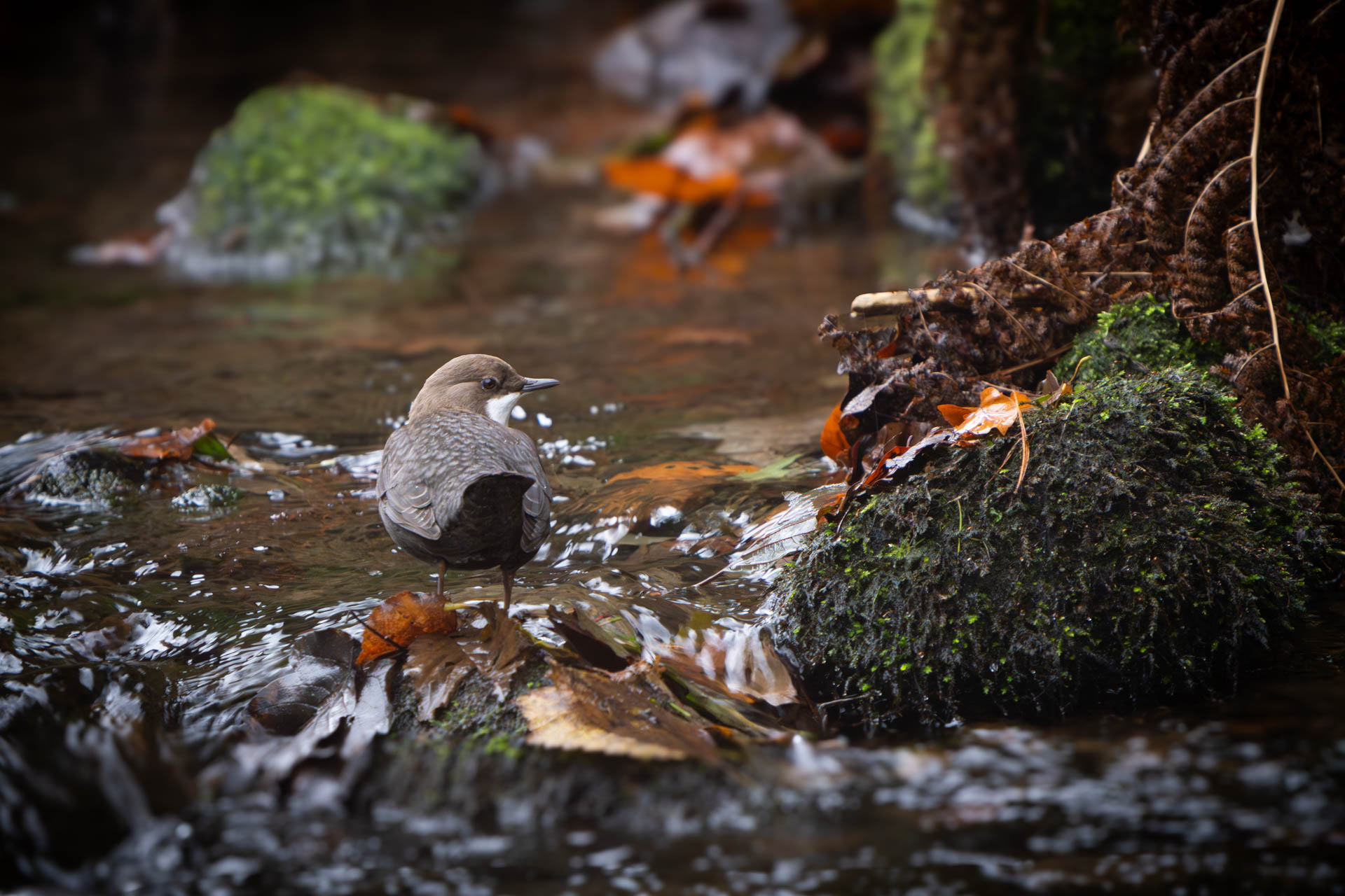 Wasseramsel am Ufer der Kirnitzsch