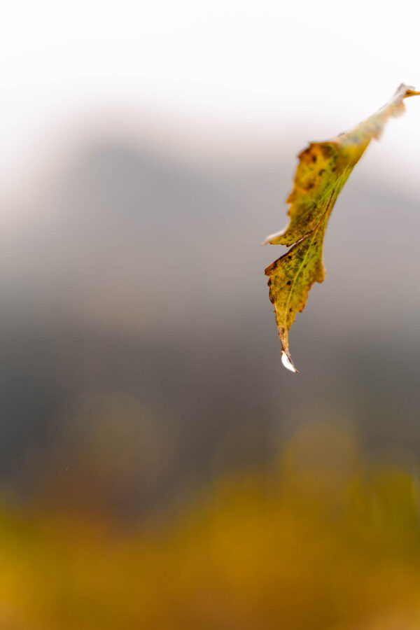 Herbststimmung