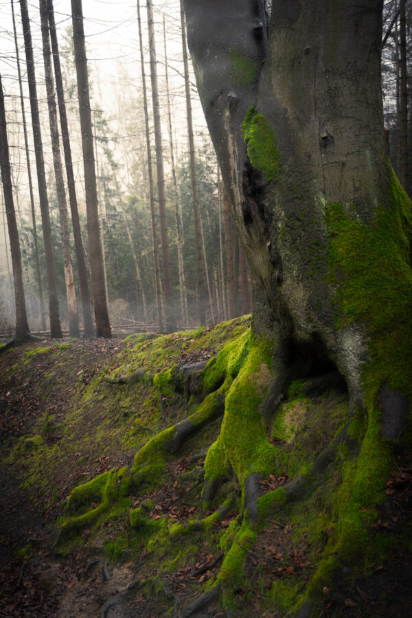 Moos am Baum