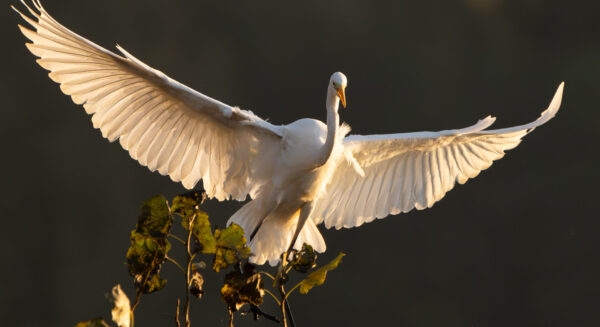 Silberreiher landet auf Ast – HeaderImage