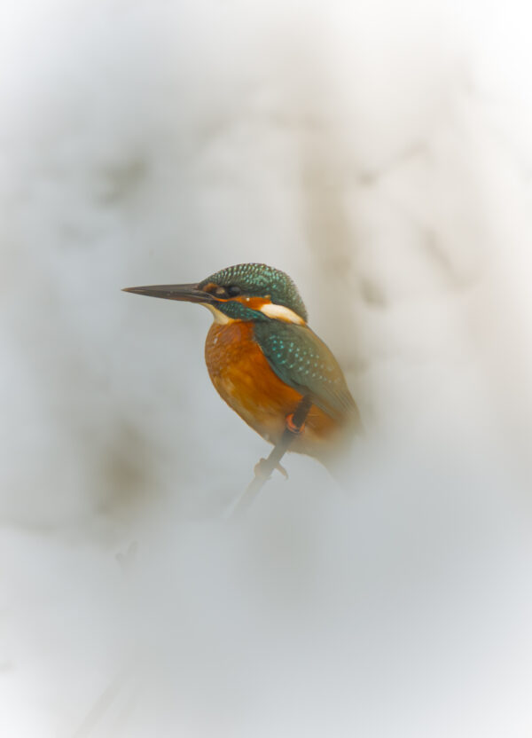 Eisvogel