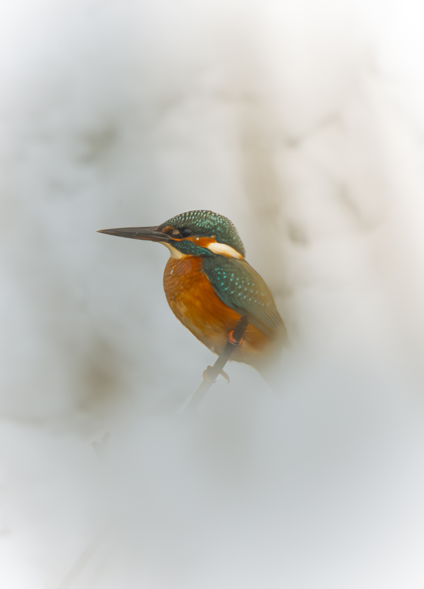 Eisvogel