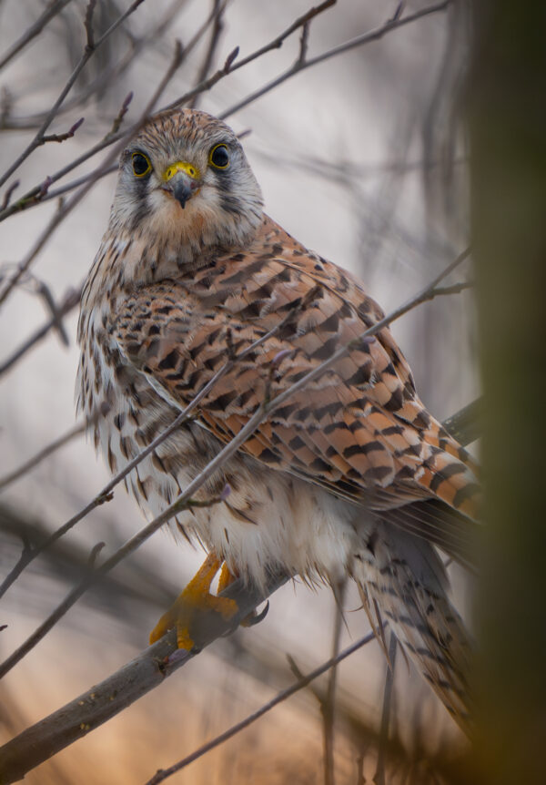 Turmfalke