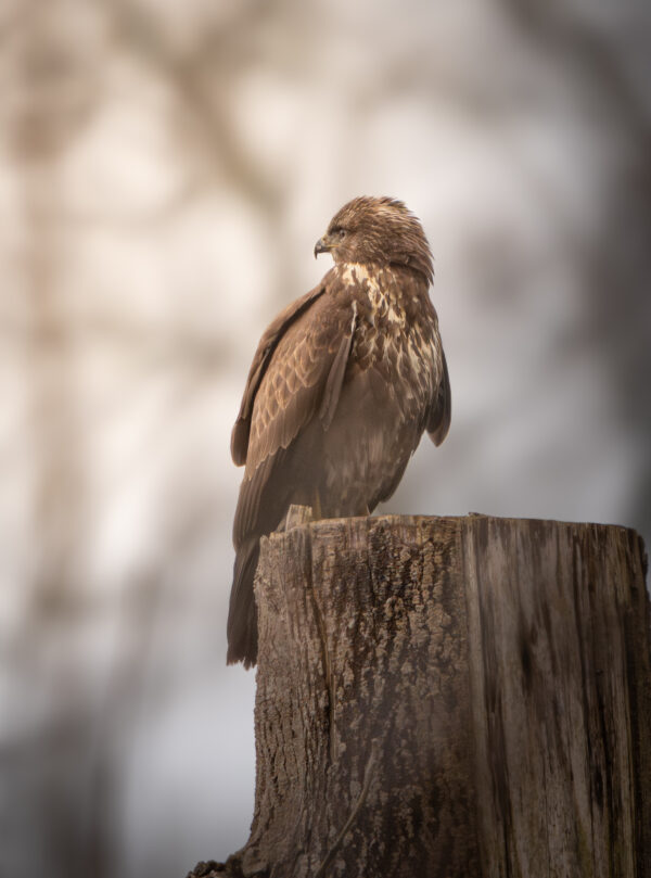 Mäusebussard