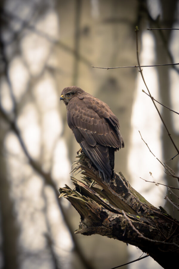 Mäusebussard