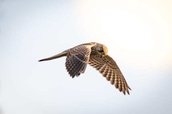 Turmfalke