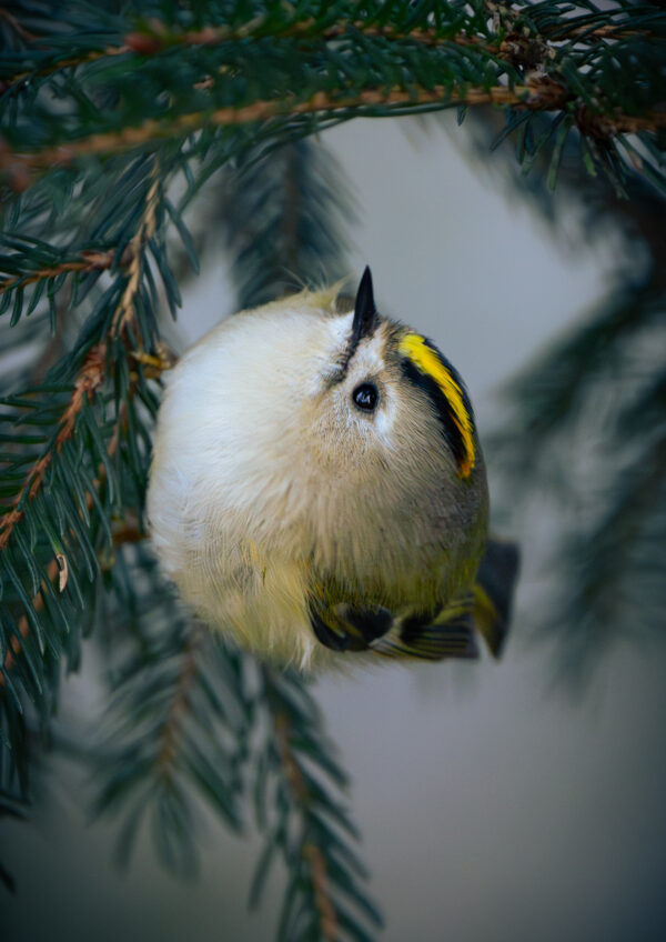 Wintergoldhähnchen