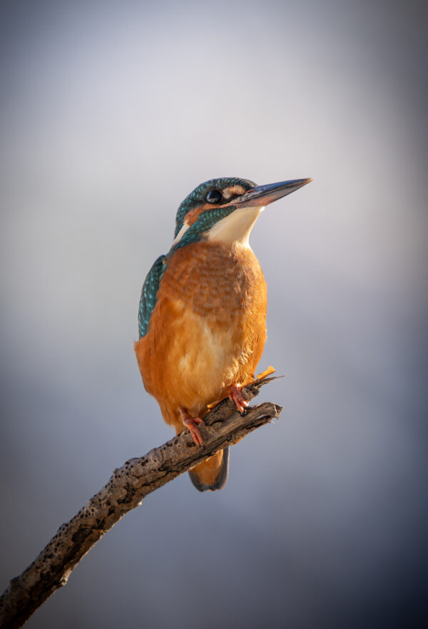 Eisvogel