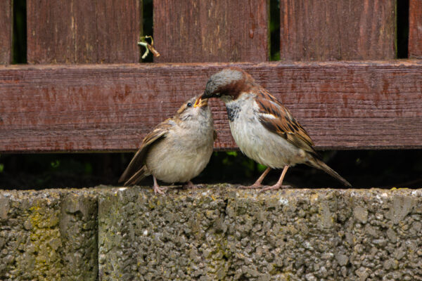 Vogelfütterung