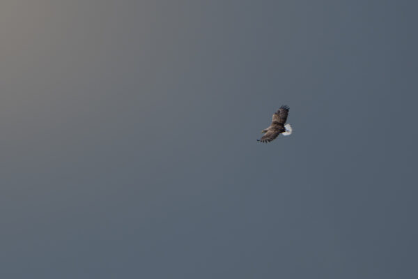 Seeadler