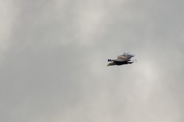 Seeadler