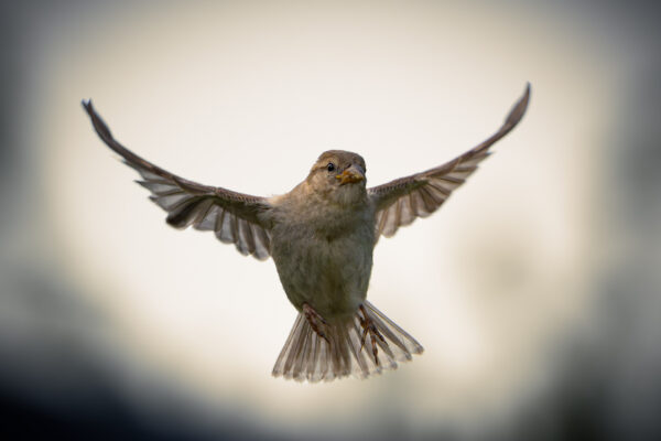 Spatz