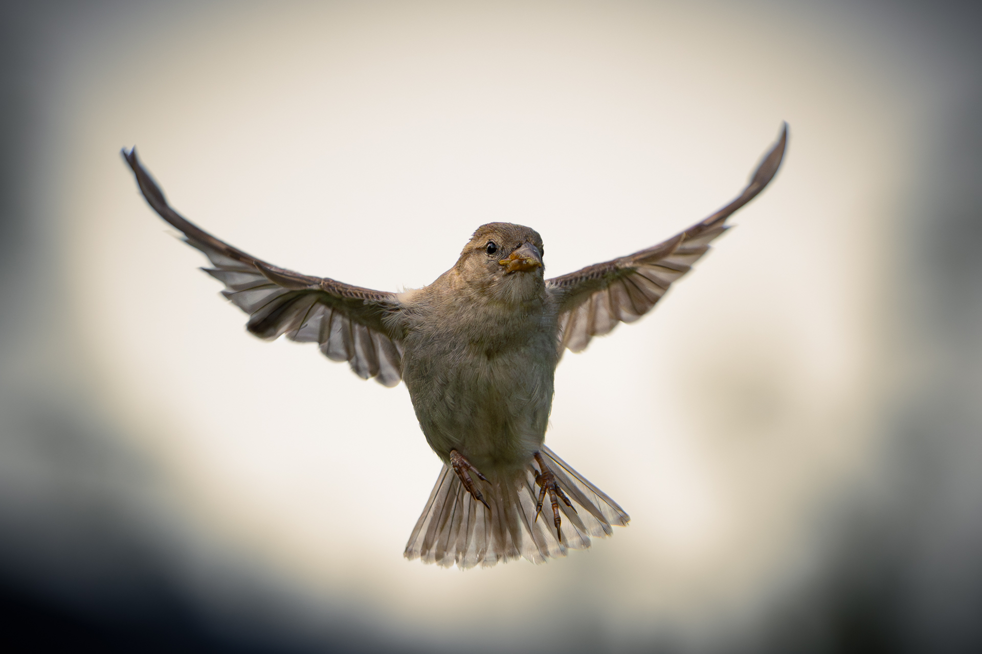 Spatz