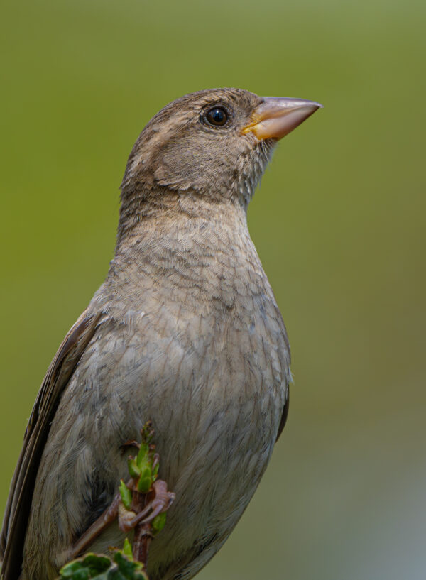 Spatz