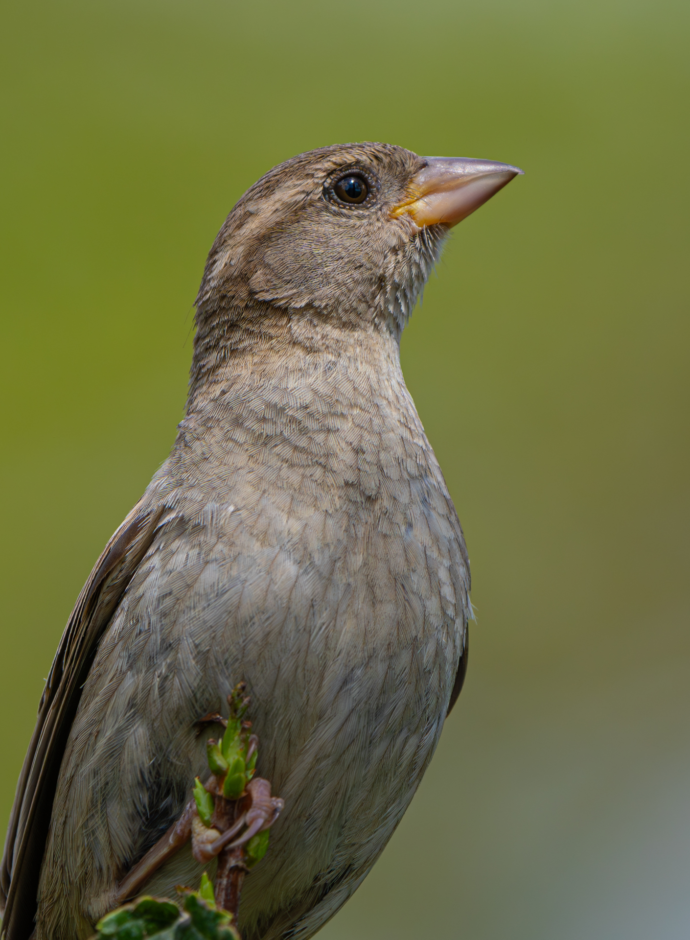 Spatz