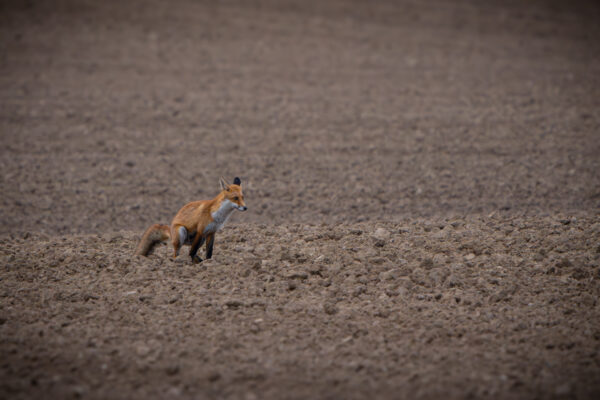 Rotfuchs beim …