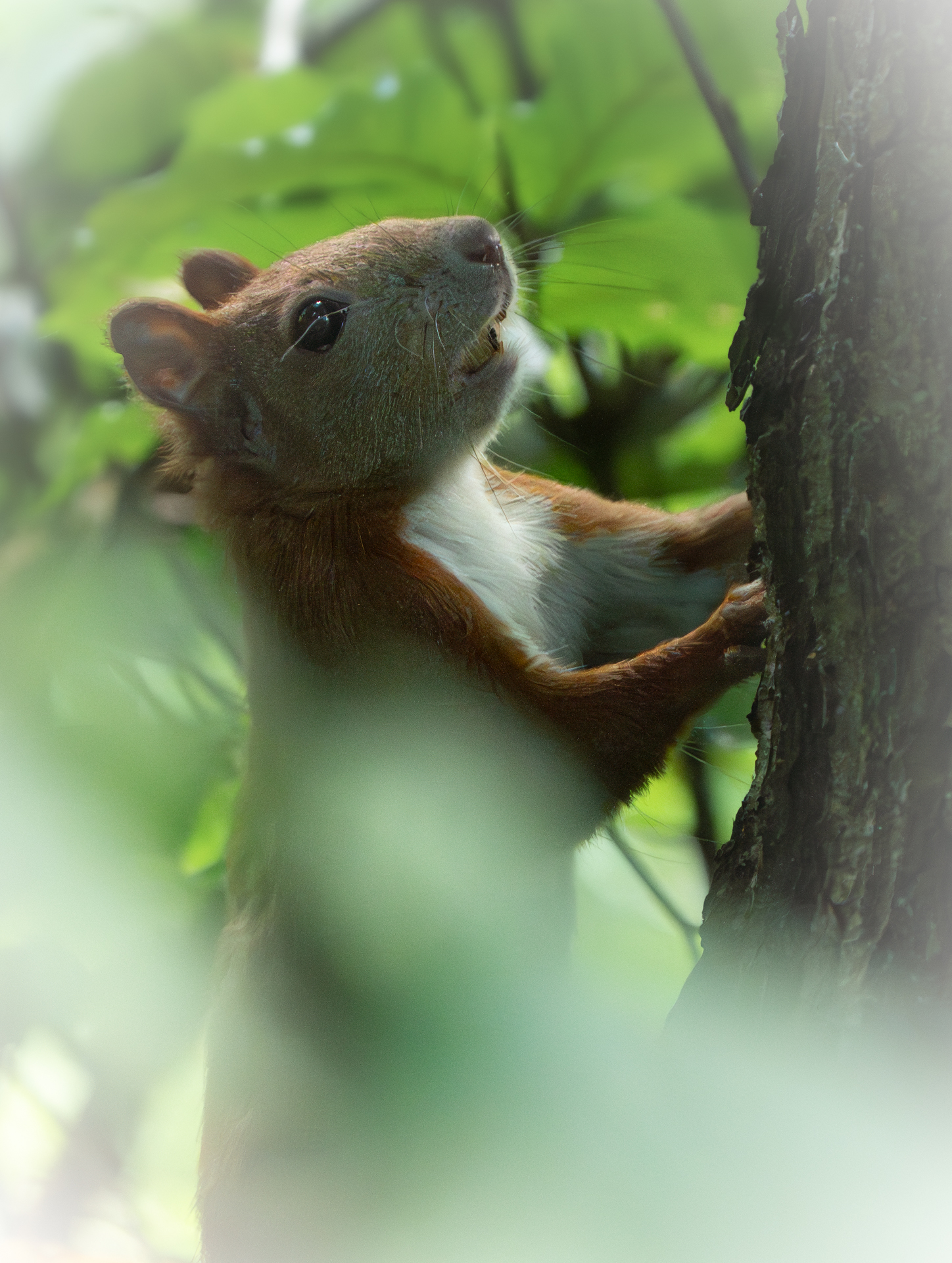 Eichhörnchen