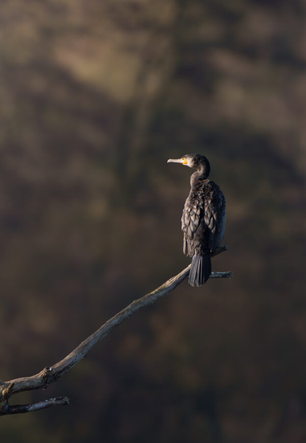 Kormoran