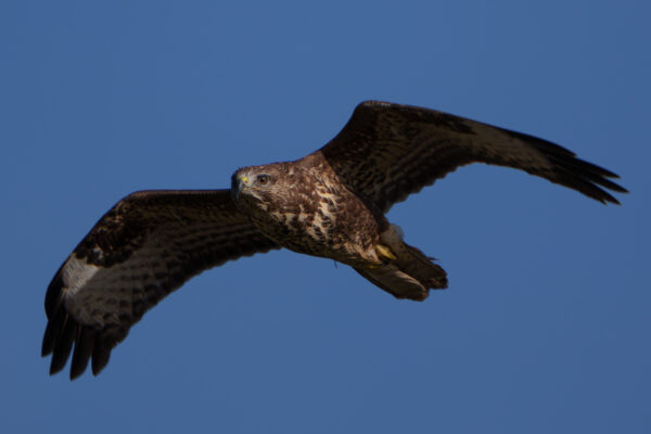 Mäusebussard