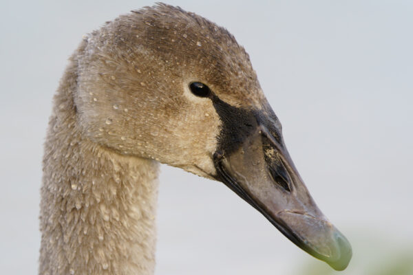 Portrait eines jungen Schwans