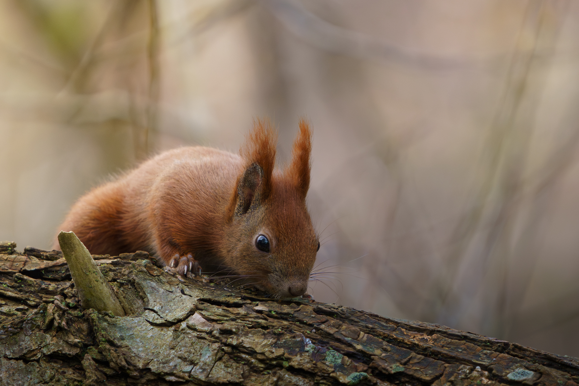 Eichhörnchen am Mühlenteich Wismar