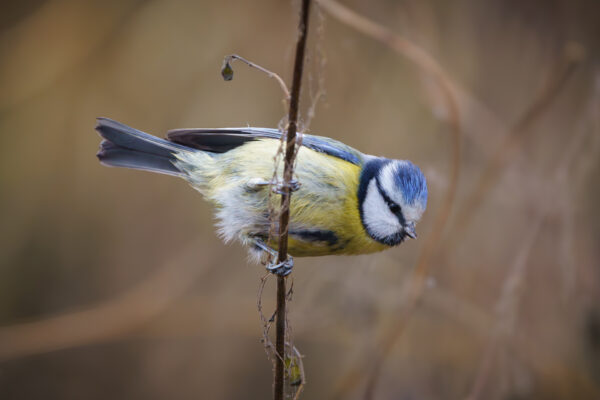 Blaumeise im Schilf